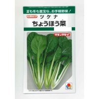 [葉物]　ちょうほう菜　7ml　タキイ種苗（株）　GF