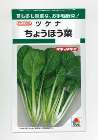 [葉物]　ちょうほう菜　7ml　タキイ種苗（株）　GF