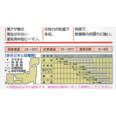 画像3: [ピーマン]　京波　1000粒　タキイ種苗（株）　