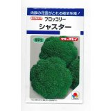 送料無料　[ブロッコリー]　シャスター　1.3ml　タキイ種苗(株)　DF