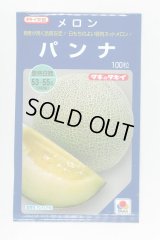 送料無料　[メロン]　パンナ　100粒　タキイ種苗