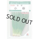 送料無料　[ねぎ]　小春　15ml　タキイ種苗(株)　GF