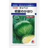 送料無料　[キャベツ]　初夏のかほり　1.1ml　タキイ種苗(株)　DF