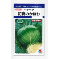 送料無料　[キャベツ]　初夏のかほり　1.1ml　タキイ種苗(株)　DF