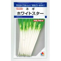 [ねぎ]　ホワイトスター　8ｍｌ　タキイ種苗（株）　DF