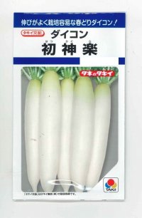 送料無料　大根　初神楽　3.5ml　タキイ種苗(株)　DF