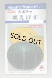 送料無料　[かぼちゃ]　栗えびす　19粒　タキイ種苗(株)　DF