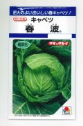 送料無料　[キャベツ]　春波　1.2ml(約130粒)　タキイ種苗(株)　DF