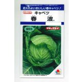送料無料　[キャベツ]　春波　1.2ml(約130粒)　タキイ種苗(株)　DF