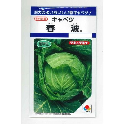 画像1: 送料無料　[キャベツ]　春波　1.2ml(約130粒)　タキイ種苗(株)　DF