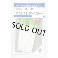 送料無料　[ねぎ]　ホワイトタイガー　8ml　タキイ種苗(株)　DF