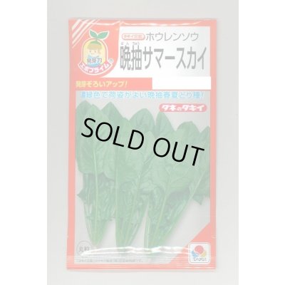 画像1: [ほうれんそう] 晩抽サマースカイ 小袋(30ml) タキイ種苗(株) RF