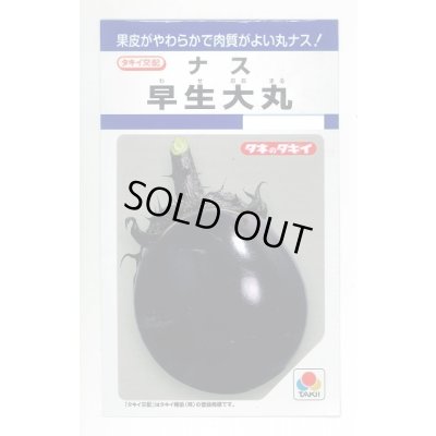 画像1: 送料無料　[なす]　早生大丸　80粒　タキイ種苗(株)　DF