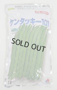 [いんげん] ケンタッキー101 1L タキイ種苗