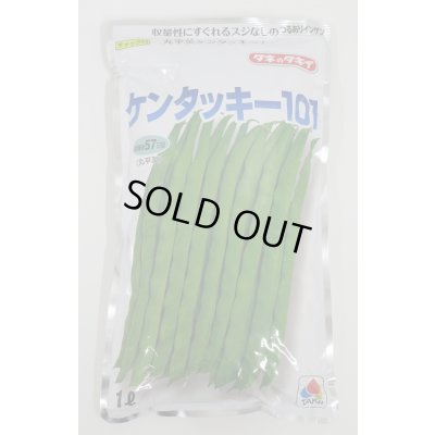 画像1: [いんげん] ケンタッキー101 1L タキイ種苗