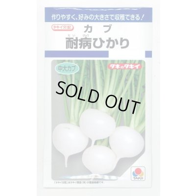 画像1: [かぶ] 耐病ひかり 6.5ml タキイ種苗(株) DF