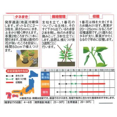 画像2: [トウガラシ]　福耳ジロー　約25粒　サカタのタネ（株）　実咲400