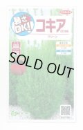 送料無料　花の種　コキア(ほうき草)　グリーン　約40粒　(株)サカタのタネ　実咲200（026325）