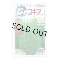 送料無料　花の種　コキア(ほうき草)　グリーン　約40粒　(株)サカタのタネ　実咲200（026325）