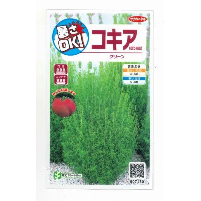 画像1: 花の種　コキア（ほうき草）　グリーン  約40粒　　サカタのタネ（株）実咲200