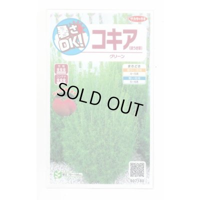 画像1: 送料無料　花の種　コキア(ほうき草)　グリーン　約40粒　(株)サカタのタネ　実咲200（026325）