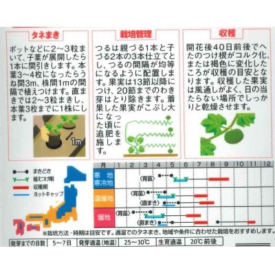 画像3: [かぼちゃ]　栗っプチ　8粒　サカタのタネ（株）　実咲400