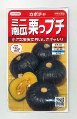 送料無料　[かぼちゃ]　栗っプチ　8粒　(株)サカタのタネ　実咲450（002869）