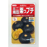 [かぼちゃ]　栗っプチ　8粒　サカタのタネ（株）　実咲400