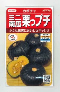 [かぼちゃ]　栗っプチ　8粒　サカタのタネ（株）　実咲400