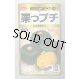 送料無料　[かぼちゃ]　栗っプチ　25粒　(株)サカタのタネ　実咲PRO