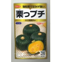 [かぼちゃ]　栗っプチ　25粒　サカタのタネ　実咲PRO