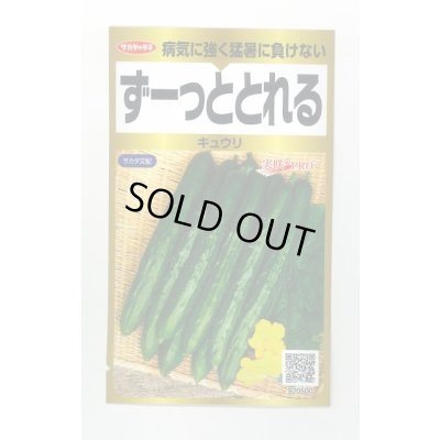 画像1: 送料無料　[キュウリ]　ずーっととれる　40粒　(株)サカタのタネ　実咲PRO