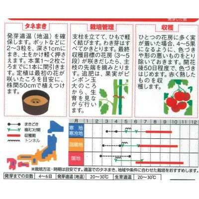 画像2: [トマト/大玉トマト]　サンロード　11粒　サカタのタネ（株）　実咲400