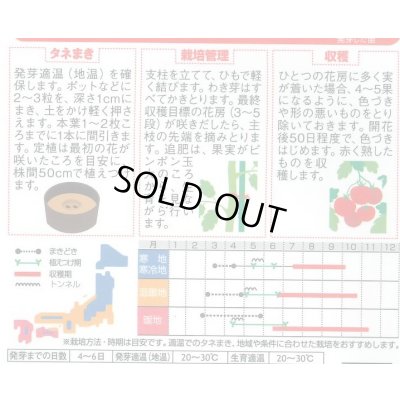 画像2: 送料無料　[トマト/大玉トマト]　サンロード　11粒　(株)サカタのタネ　実咲450（002812）
