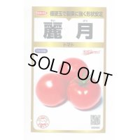 [トマト]　麗月　40粒　サカタのタネ　実咲PRO