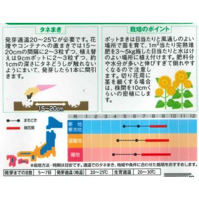 画像2: 送料無料　花の種　花の種　八重咲ひまわり　オレンジグローブ　20粒　(株)サカタのタネ　実咲250（027727）