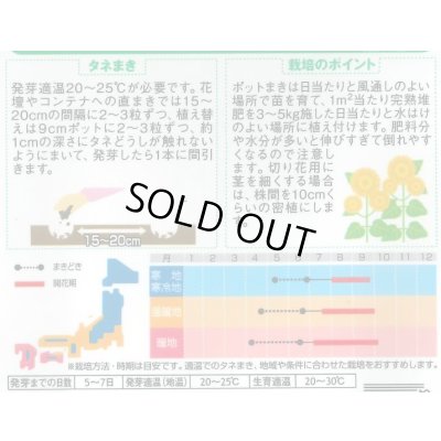画像2: 送料無料　花の種　花の種　八重咲ひまわり　オレンジグローブ　20粒　(株)サカタのタネ　実咲250（027727）