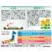 画像2: 送料無料　花の種　花の種　八重咲ひまわり　オレンジグローブ　20粒　(株)サカタのタネ　実咲250（027727） (2)