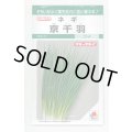 送料無料　[ねぎ]　京千羽　15ml　タキイ種苗　GF