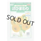 送料無料　花の種　花の種　八重咲ひまわり　オレンジグローブ　20粒　(株)サカタのタネ　実咲250（027727）