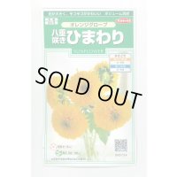 送料無料　花の種　花の種　八重咲ひまわり　オレンジグローブ　20粒　(株)サカタのタネ　実咲250（027727）