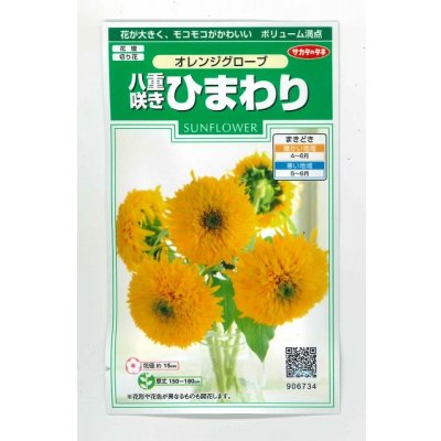 画像1: 送料無料　花の種　花の種　八重咲ひまわり　オレンジグローブ　20粒　(株)サカタのタネ　実咲250（027727）