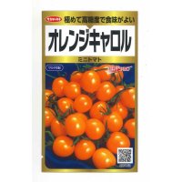 [トマト/ミニトマト]　オレンジキャロル　40粒　サカタのタネ（株）　実咲PRO