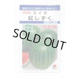 送料無料　[スイカ]　小玉スイカ　紅しずく　8粒　タキイ種苗(株)　DF