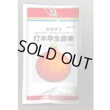 送料無料　[かぼちゃ]　打木早生赤栗　100粒　タキイ種苗