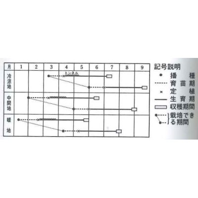 画像2: [かぼちゃ]　打木早生赤栗　100粒　タキイ種苗