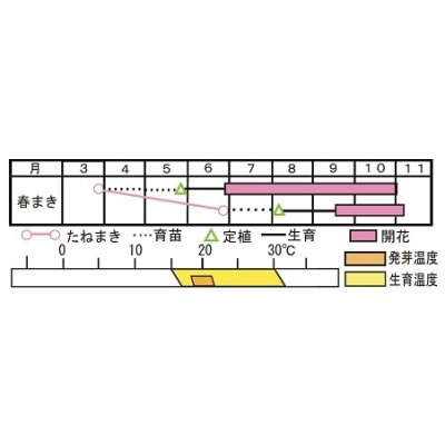 画像2: 送料無料　花の種　お徳用パック！アフリカンマリーゴールド　高性大輪混合　タキイ種苗　NL500