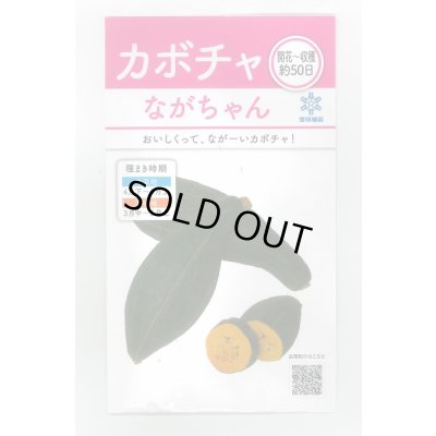 画像1: 送料無料　[かぼちゃ]　ながちゃん　8ml　(およそ13粒)　雪印種苗(株)