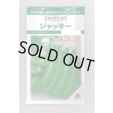 送料無料　[えんどう]　ジャッキー　18ml　タキイのタネ　GF