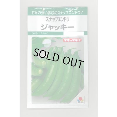 画像1: 送料無料　[えんどう]　ジャッキー　18ml　タキイのタネ　GF